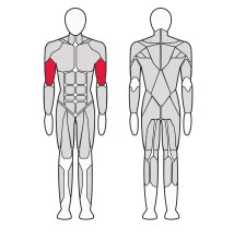 Бицепс машина Gym80 4E 3610