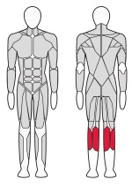 Тренажер Голень сидя X-Line R XR110